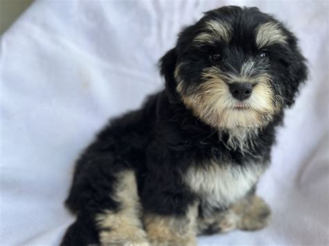 Havanese - Morayfield - PetsForHomes