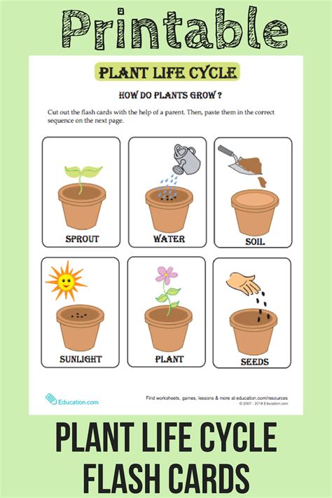 Life cycle of a plant – Artofit