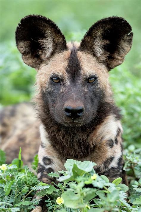 African Hunting Dog Portrait Photograph by Tony Camacho/science Photo Library | Pixels