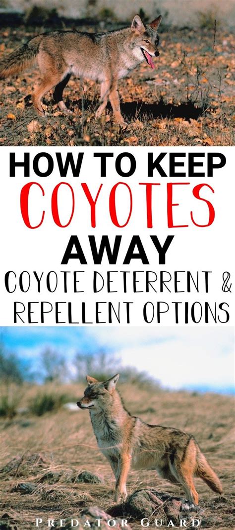 How to Keep Coyotes Away (Coyote Deterrent & Repellent Options) - Predator Guard - Predator ...