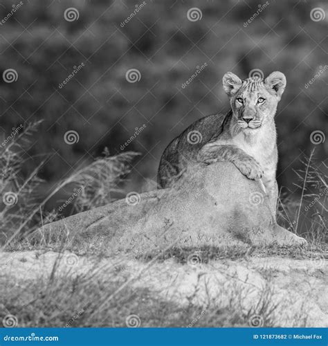 Female Lion with cub stock photo. Image of drive, black - 121873682