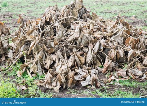 Dry plants stock photo. Image of october, life, closeup - 35006766