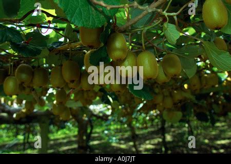 Kiwi Fruit growing in New Zealand Stock Photo - Alamy