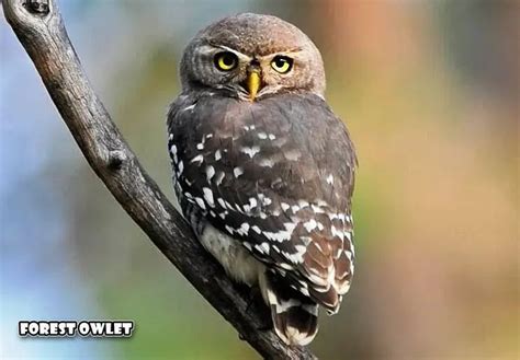 Forest Owlet: Facts, Habitat and Conservation