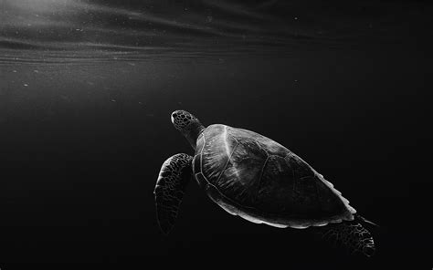 monochrome lone turtle in sea Mac Wallpaper Download | AllMacWallpaper