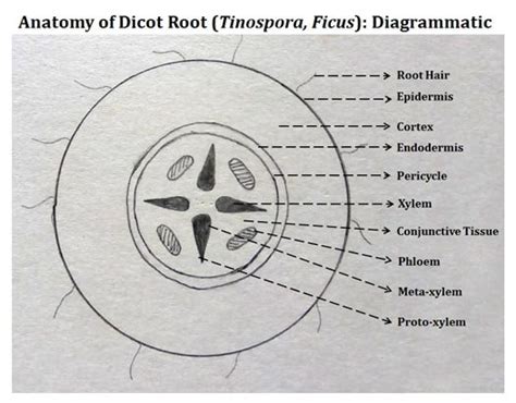 Anatomy of Dicot Root | EasyBiologyClass