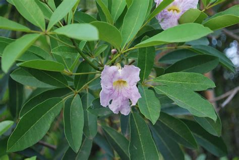 Pink Tabebuia | Cainta Plant Nursery