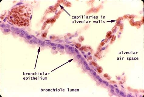 Histology at SIU