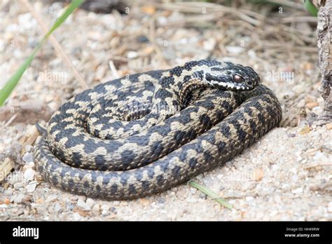 Adder Snake curled up. Basking Stock Photo - Alamy