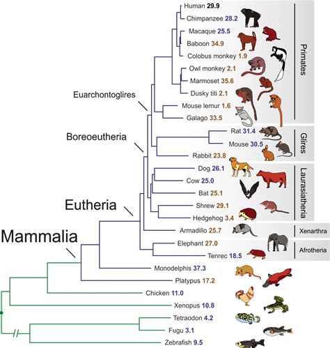 Analyses of deep mammalian sequence alignments and constraint predictions for 1% of the human genome