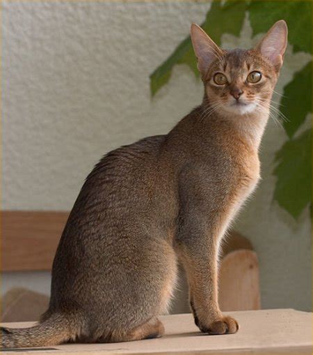 Encyclopedia of Cats Breed: Ruddy Abyssinian Cat | Tawny or Usual