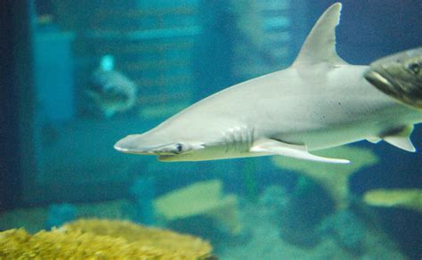 Bonnethead Shark - Ocean Animals