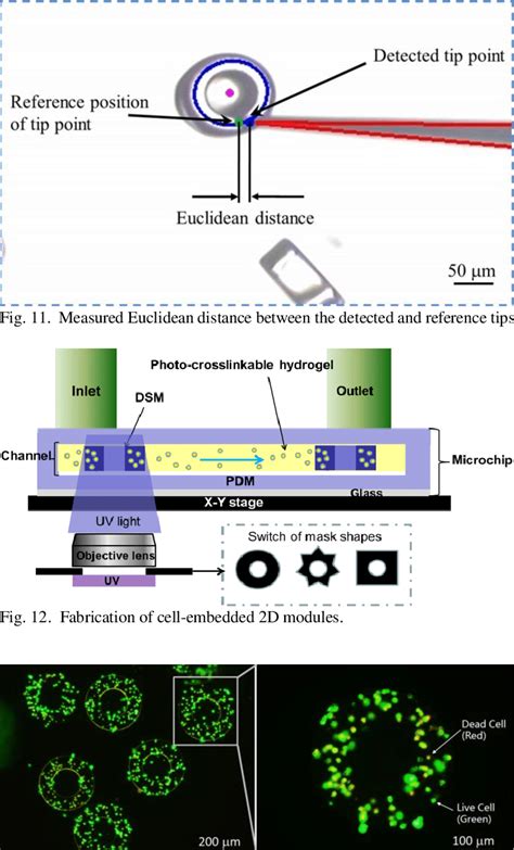 Cell viability analysis | Download Scientific Diagram