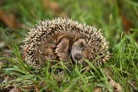 Rise in late-born baby hedgehogs means many may struggle to survive ...