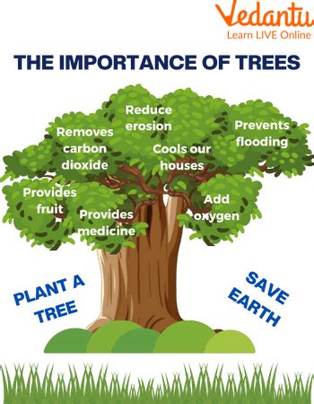 Tree for Kids - Types, Functions, and Uses