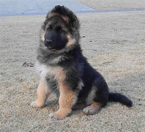 King German Shepherd Puppies | PETSIDI