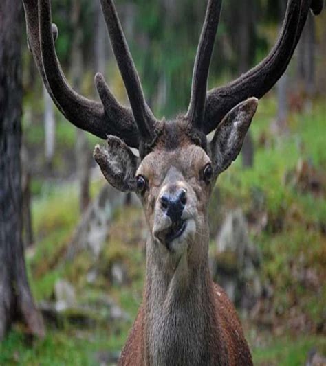 20 Animals Making Some Seriously Crazy Faces