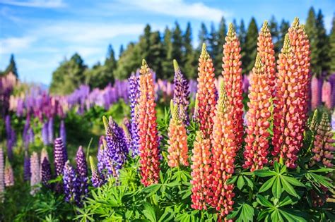 Premium Photo | Beautiful view of colorful lupin flowers in full bloom near lake tekapo