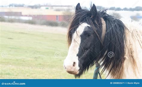 Head of pony stock image. Image of head, field, flowing - 280802671