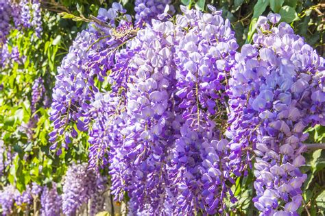 Small Wisteria Amethyst Falls | Plants, Fast growing vines, Bloom where youre planted