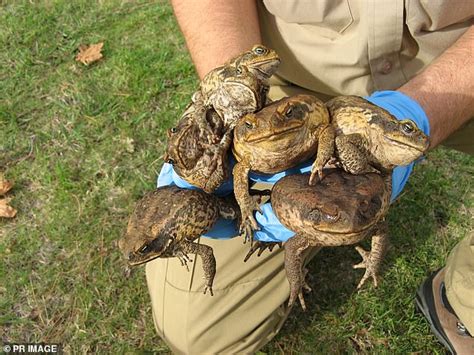 RSPCA says people shouldn't kill cane toads with Dettol or golf clubs | Daily Mail Online