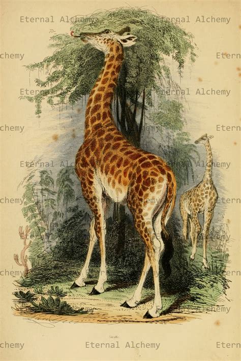 Giraffes and Okapis Collection 20 High Resolution Vintage - Etsy