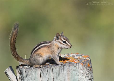 Least Chipmunk Images - Mia McPherson's On The Wing Photography