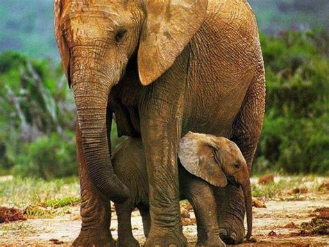 Elephant Family Wallpapers - Top Free Elephant Family Backgrounds ...