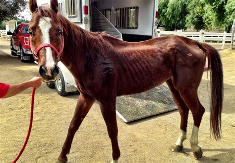 Good-Bye Dear Charlie Horse | Red Bucket Equine Rescue