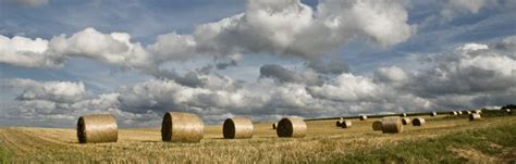 Types of Hay | The Equinest