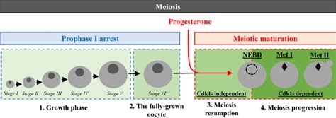 Four phases of Xenopus oocyte meiosis. (1) The growth period: Oocytes... | Download Scientific ...