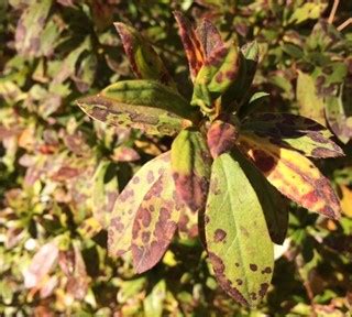 Azalea Leaf Spot