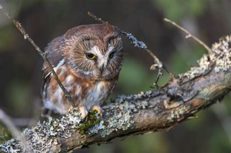 Owls In Arizona: 13 Raptors You've Got To See In This State