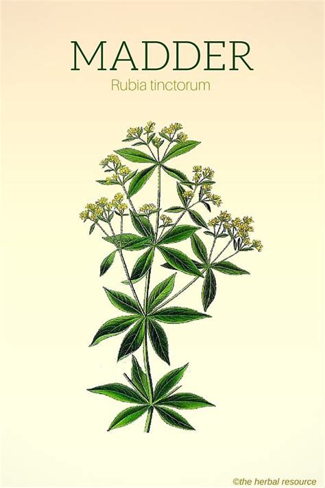 Madder Uses and Benefits | Medicinal plants, Plants, Small yellow flowers