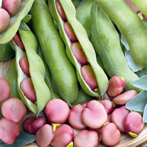 Broad Bean Karmazyn Seeds - Dobies