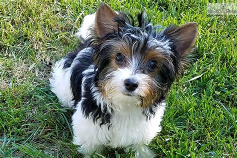 Rad: Biewer Terrier puppy for sale near Wichita, Kansas. | a4a9a525-22d1