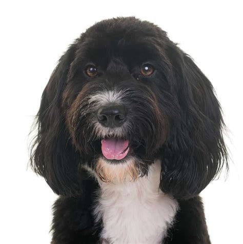 Cockapoo: Cocker Spaniel Poodle Mix | Dogable