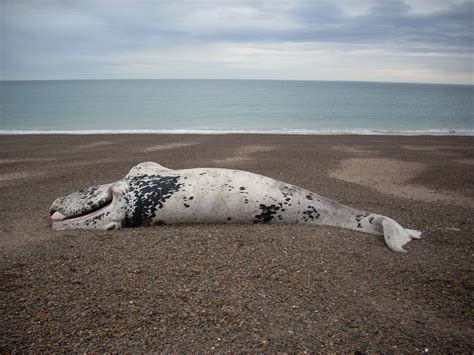 Dead Southern Right Whale Calf [IMAGE] | EurekAlert! Science News Releases