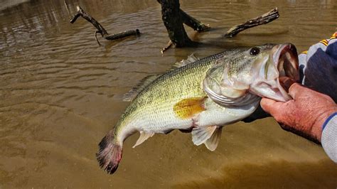 How to Catch More Big Bass behind Someone... Including Yourself - Wired2Fish