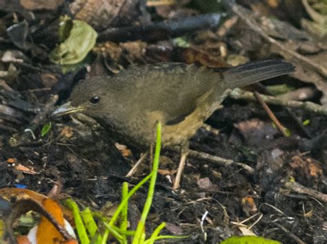 Black-hooded Thrush - eBird