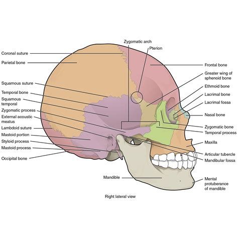 Image | Radiopaedia.org