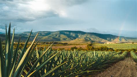 12 Best Mezcal Brands, Ranked