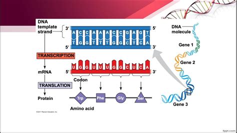 Gene Expression Simple Explanation