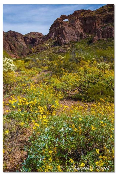 Wild flowers, Tucson, Fields