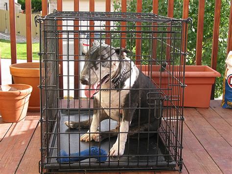 How Big is a Dog Cage? - Dimensions Guide