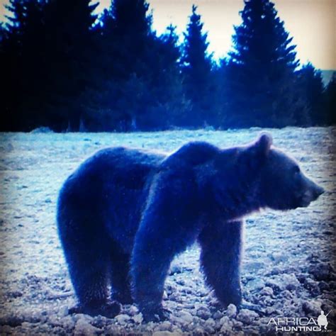 Brown Bear Romania | AfricaHunting.com