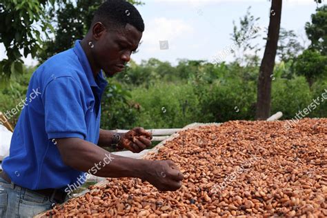 Ghanaian Farmer Dries Cocoa Beans Under Editorial Stock Photo - Stock ...