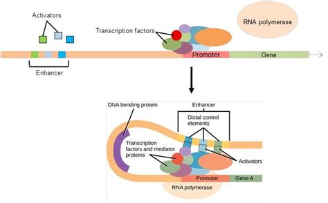 Chapter 17. Regulation of Gene Expression – Introduction to Molecular and Cell Biology