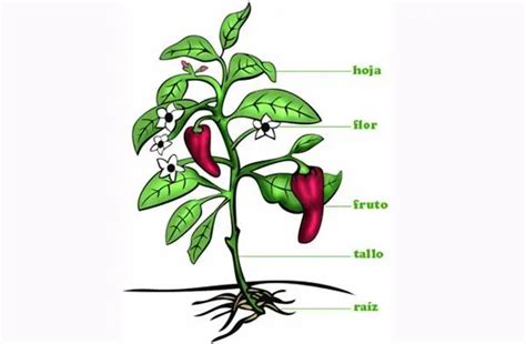 Morfología Vegetal: Que es, Importancia, Métodos Y Características