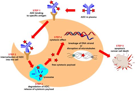 Antibody-drug conjugates (ADCs)- introduction